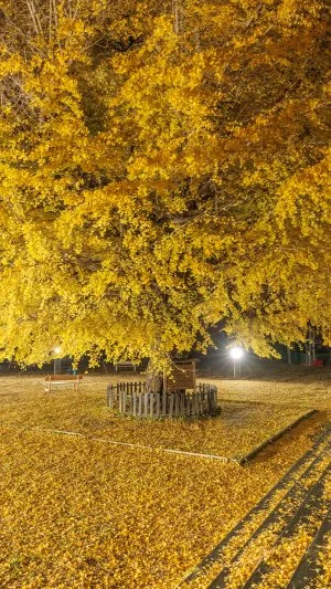 無料スマホ壁紙 大銀杏ライトアップ。AndroidとiPhoneに対応した4K高画質の無料待ち受け画像。三重県南伊勢町の旧穂原小学校の大イチョウで撮影したフリー写真素材