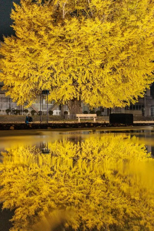 無料スマホ壁紙 夜の銀杏リフレクション。AndroidとiPhoneに対応した4K高画質の無料待ち受け画像。三重県南伊勢町の旧穂原小学校の大イチョウで撮影したフリー写真素材