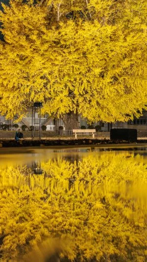 無料スマホ壁紙 夜の銀杏リフレクション。AndroidとiPhoneに対応した4K高画質の無料待ち受け画像。三重県南伊勢町の旧穂原小学校の大イチョウで撮影したフリー写真素材