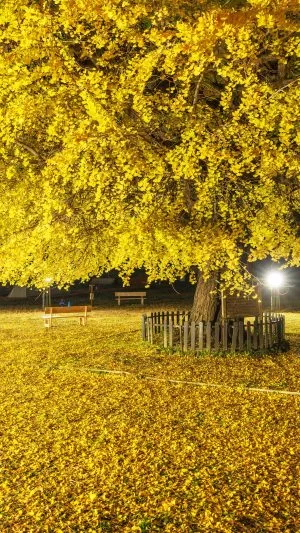 無料壁紙 黄金に染まる校庭の夜。PCとデスクトップ壁紙に最適な4K高画質の無料壁紙。三重県南伊勢町の旧穂原小学校の大イチョウで撮影したフリー写真素材