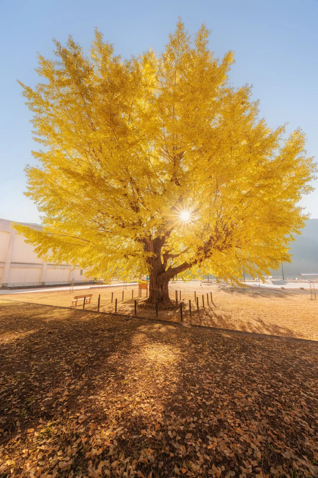 運気が上がる待ち受け 朝日がピカーンと差し込む大銀杏。AndroidとiPhoneに対応した4K高画質の無料スマホ壁紙。三重県南伊勢町の旧穂原小学校の大イチョウで撮影したフリー写真素材