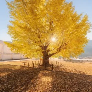 運気が上がる待ち受け 朝日がピカーンと差し込む大銀杏。AndroidとiPhoneに対応した4K高画質の無料スマホ壁紙。三重県南伊勢町の旧穂原小学校の大イチョウで撮影したフリー写真素材