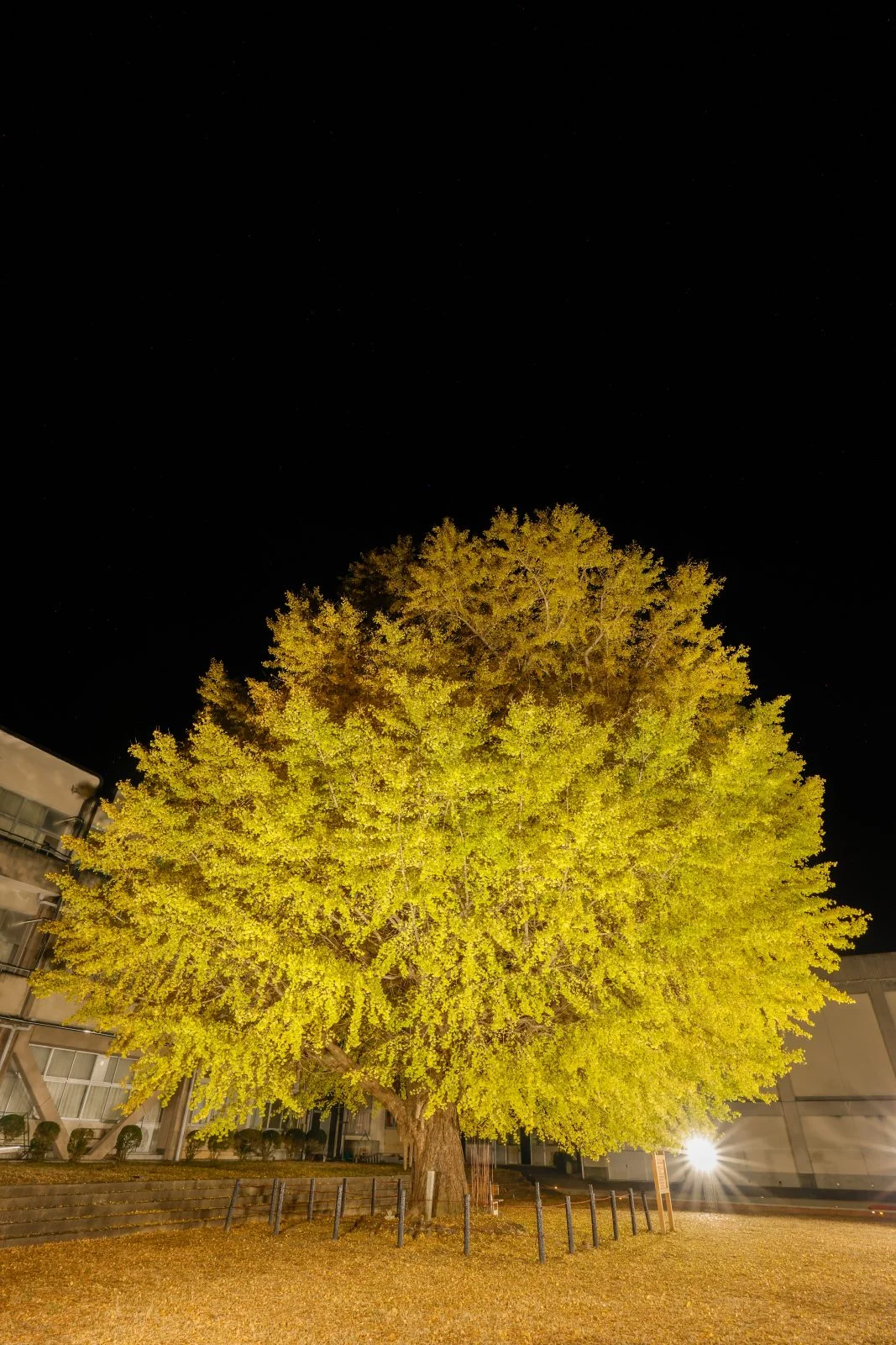 無料スマホ壁紙 真っ暗な空と大銀杏のライトアップ。AndroidとiPhoneに対応した4K高画質の無料待ち受け画像。三重県南伊勢町の旧穂原小学校の大イチョウで撮影したフリー写真素材