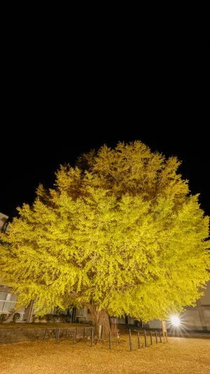 無料スマホ壁紙 真っ暗な空と大銀杏のライトアップ。AndroidとiPhoneに対応した4K高画質の無料待ち受け画像。三重県南伊勢町の旧穂原小学校の大イチョウで撮影したフリー写真素材