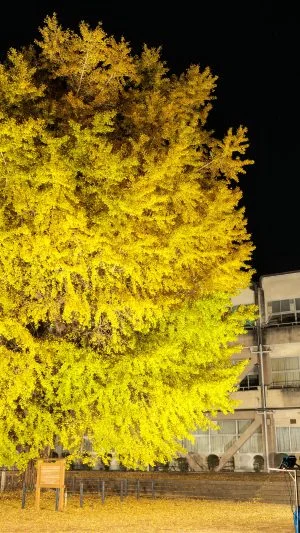 無料壁紙 夜空に輝く大銀杏ライトアップ。PCとデスクトップ壁紙に最適な4K高画質の無料壁紙。三重県南伊勢町の旧穂原小学校の大イチョウで撮影したフリー写真素材