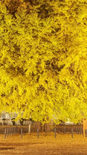 無料壁紙 大銀杏ライトアップを校舎の正面から眺める。PCとデスクトップ壁紙に最適な4K高画質の無料壁紙。三重県南伊勢町の旧穂原小学校の大イチョウで撮影したフリー写真素材