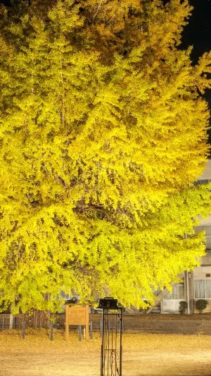 無料壁紙 ３階建ての校舎より高い大銀杏。PCとデスクトップ壁紙に最適な4K高画質の無料壁紙。三重県南伊勢町の旧穂原小学校の大イチョウで撮影したフリー写真素材