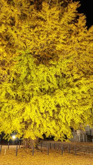 無料壁紙 ライトアップされる大銀杏と校舎。PCとデスクトップ壁紙に最適な4K高画質の無料壁紙。三重県南伊勢町の旧穂原小学校の大イチョウで撮影したフリー写真素材