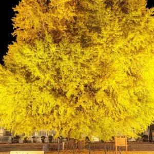 無料スマホ壁紙 夜空に浮かぶ黄金の大銀杏。AndroidとiPhoneに対応した4K高画質の無料待ち受け画像。三重県南伊勢町の旧穂原小学校の大イチョウで撮影したフリー写真素材