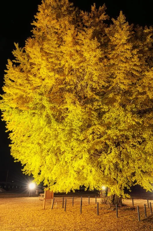 無料スマホ壁紙 黄金に輝く銀杏ライトアップ。AndroidとiPhoneに対応した4K高画質の無料待ち受け画像。三重県南伊勢町の旧穂原小学校の大イチョウで撮影したフリー写真素材