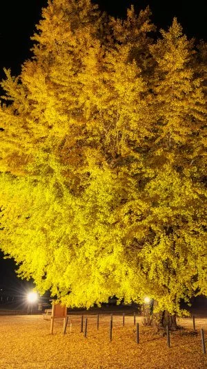 無料スマホ壁紙 黄金に輝く銀杏ライトアップ。AndroidとiPhoneに対応した4K高画質の無料待ち受け画像。三重県南伊勢町の旧穂原小学校の大イチョウで撮影したフリー写真素材