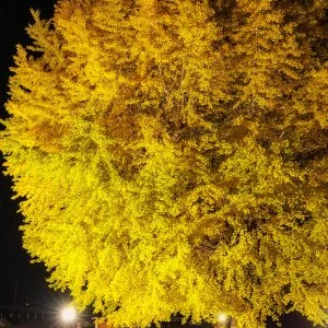 無料スマホ壁紙 黄金に輝く銀杏ライトアップ。AndroidとiPhoneに対応した4K高画質の無料待ち受け画像。三重県南伊勢町の旧穂原小学校の大イチョウで撮影したフリー写真素材