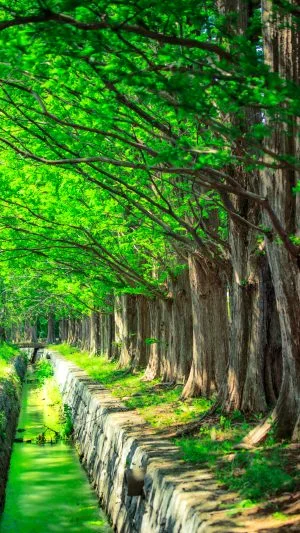 無料スマホ壁紙 新緑のメタセコイア並木。AndroidとiPhoneに対応した4K高画質の無料待ち受け画像。三重県鈴鹿市の石垣池公園で撮影したフリー写真素材