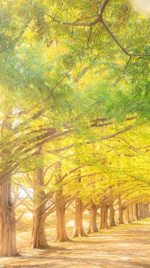 運気が上がる待ち受け 黄葉のメタセコイア並木。AndroidとiPhoneに対応した4K高画質の無料スマホ壁紙。三重県鈴鹿市の石垣池公園で撮影したフリー写真素材