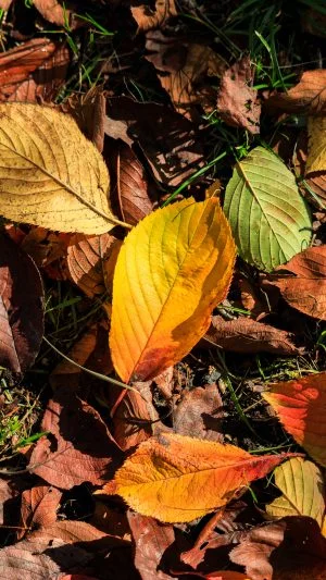 無料スマホ壁紙 紅葉の絨毯。AndroidとiPhoneに対応した4K高画質の無料待ち受け画像。三重県鈴鹿市の石垣池公園で撮影したフリー写真素材