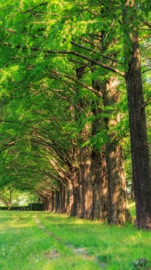 無料スマホ壁紙 メタセコイア並木と芝生。AndroidとiPhoneに対応した4K高画質の無料待ち受け画像。三重県鈴鹿市の石垣池公園で撮影したフリー写真素材