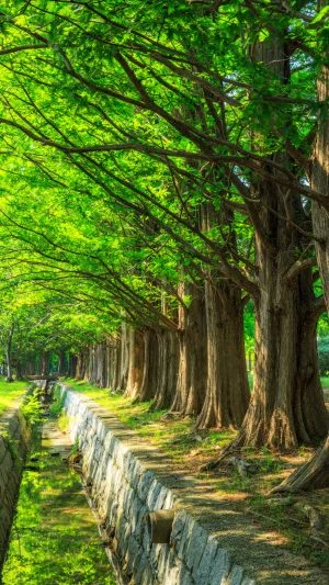 無料スマホ壁紙 新緑の水路とメタセコイア並木。AndroidとiPhoneに対応した4K高画質の無料待ち受け画像。三重県鈴鹿市の石垣池公園で撮影したフリー写真素材