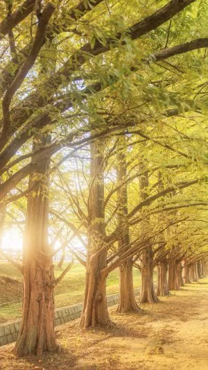 無料スマホ壁紙 西陽でフワッと映るメタセコイア。AndroidとiPhoneに対応した4K高画質の無料待ち受け画像。三重県鈴鹿市の石垣池公園で撮影したフリー写真素材