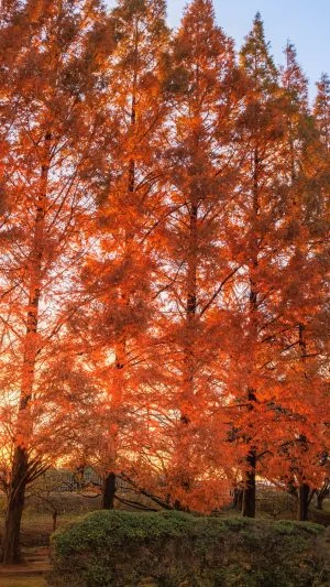 無料壁紙 夕陽と紅葉するメタセコイア並木。PCとデスクトップ壁紙に最適な4K高画質の無料壁紙。三重県鈴鹿市の石垣池公園で撮影したフリー写真素材