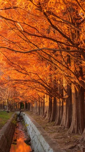 無料スマホ壁紙 水溜りに映る真っ赤なメタセコイア。AndroidとiPhoneに対応した4K高画質の無料待ち受け画像。三重県鈴鹿市の石垣池公園で撮影したフリー写真素材