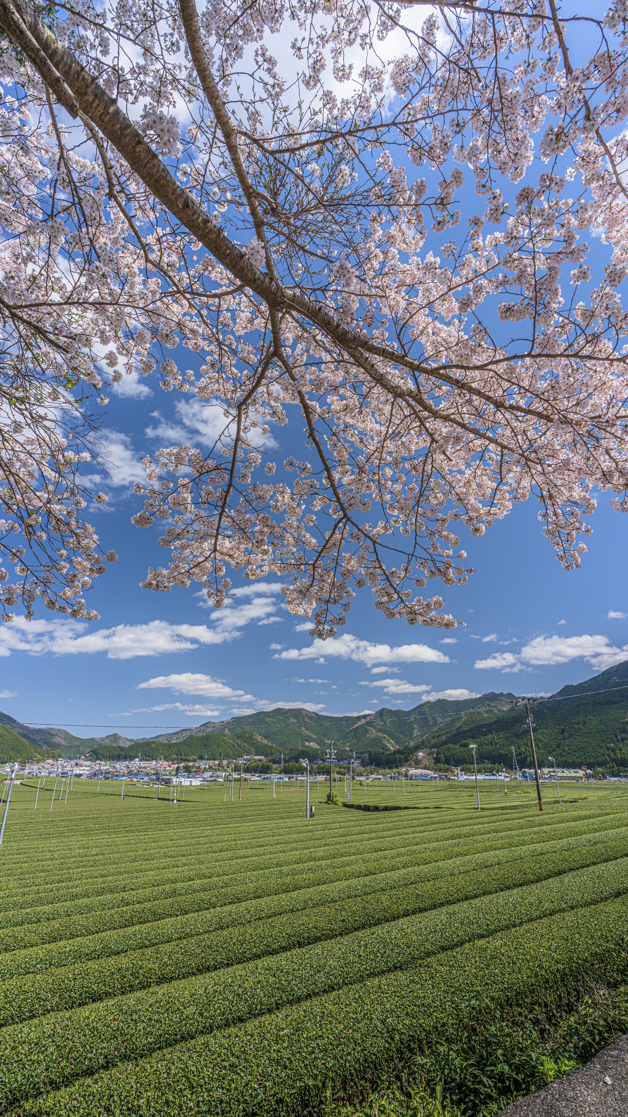 無料スマホ壁紙 桜と茶畑。AndroidとiPhoneに対応した4K高画質の無料待ち受け画像。三重県松阪市の粥見の茶畑で撮影したフリー写真素材