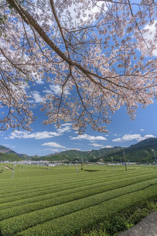 無料スマホ壁紙 桜と茶畑。AndroidとiPhoneに対応した4K高画質の無料待ち受け画像。三重県松阪市の粥見の茶畑で撮影したフリー写真素材