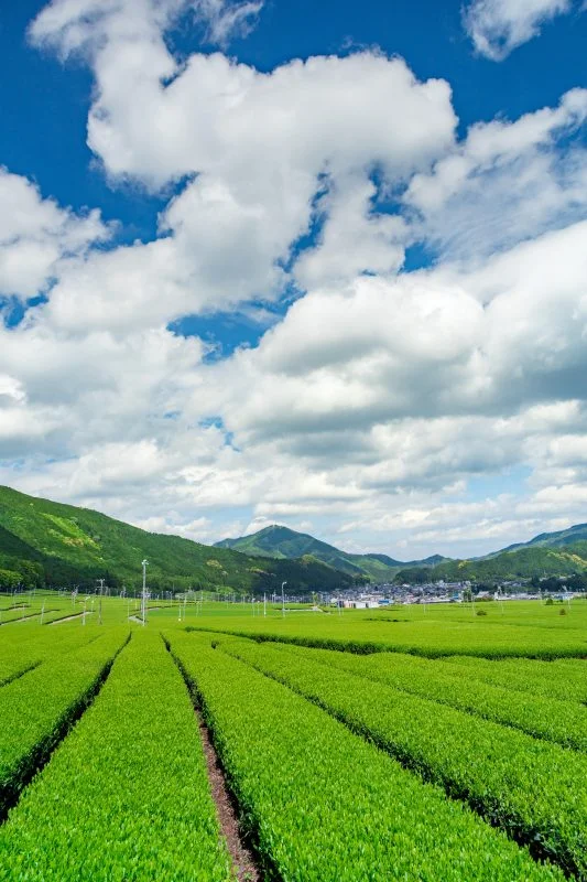 無料スマホ壁紙 初夏の田舎景色。AndroidとiPhoneに対応した4K高画質の無料待ち受け画像。三重県松阪市の粥見の茶畑で撮影したフリー写真素材