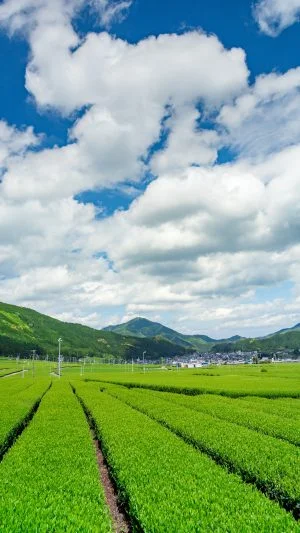 無料スマホ壁紙 初夏の田舎景色。AndroidとiPhoneに対応した4K高画質の無料待ち受け画像。三重県松阪市の粥見の茶畑で撮影したフリー写真素材