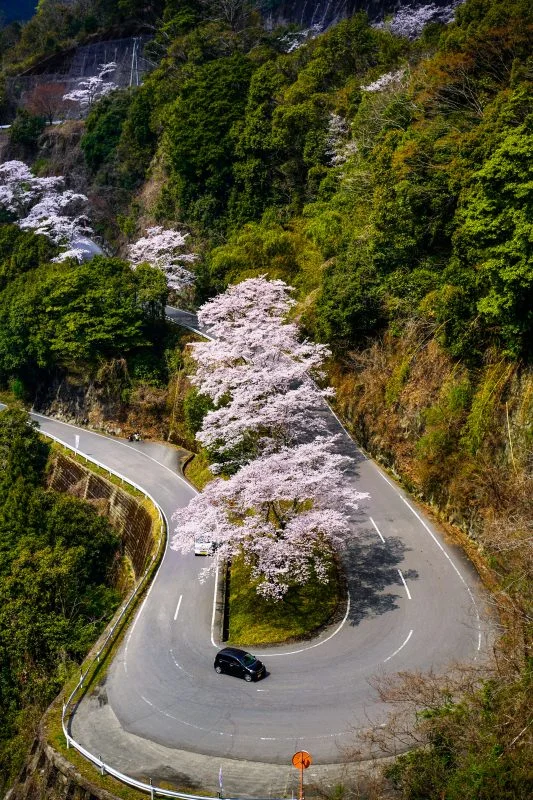 無料スマホ壁紙 ヘアピンカーブの３本桜。AndroidとiPhoneに対応した4K高画質の無料待ち受け画像。三重県津市の君ヶ野ダムで撮影したフリー写真素材