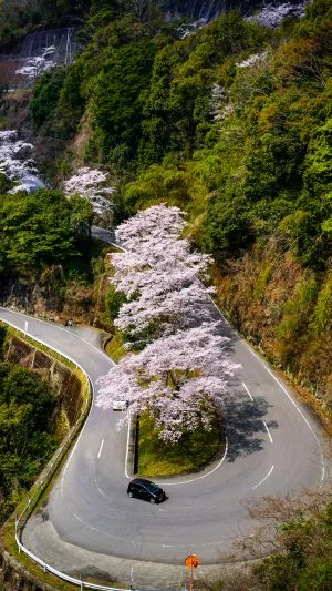 無料スマホ壁紙 ヘアピンカーブの３本桜。AndroidとiPhoneに対応した4K高画質の無料待ち受け画像。三重県津市の君ヶ野ダムで撮影したフリー写真素材
