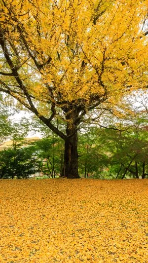 無料壁紙 銀杏の大木と黄金の絨毯。PCとデスクトップ壁紙に最適な4K高画質の無料壁紙。三重県津市の北畠神社で撮影したフリー写真素材