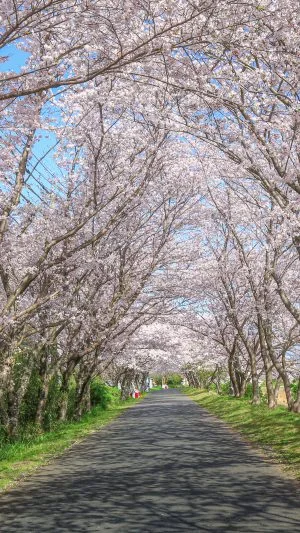 無料壁紙 青空と桜トンネル。PCとデスクトップ壁紙に最適な4K高画質の無料壁紙。三重県津市の北神山花街道で撮影したフリー写真素材