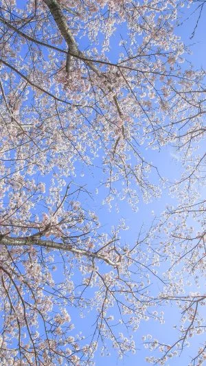 無料壁紙 見上げれば桜色。PCとデスクトップ壁紙に最適な4K高画質の無料壁紙。三重県津市の北神山花街道で撮影したフリー写真素材