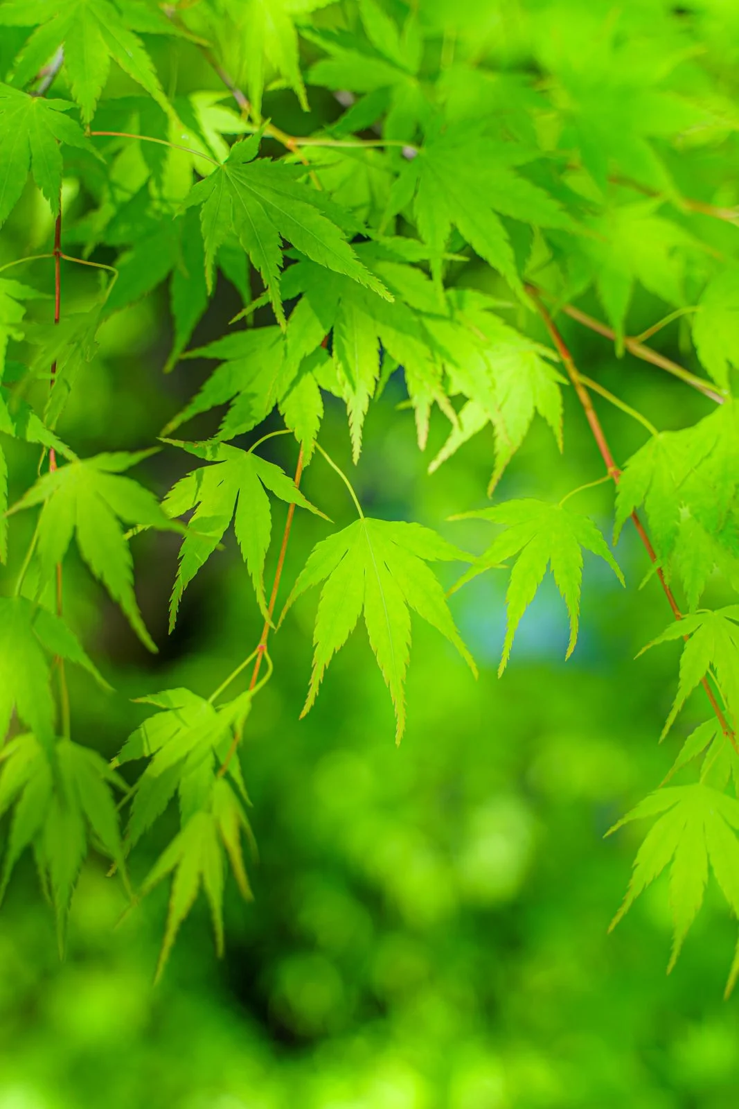 無料スマホ壁紙 青葉。AndroidとiPhoneに対応した4K高画質の無料待ち受け画像。三重県津市の河内渓谷で撮影したフリー写真素材