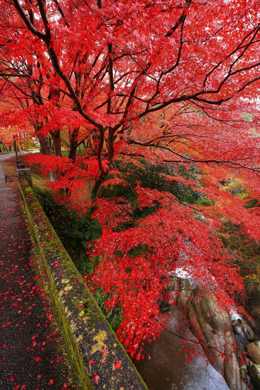 無料スマホ壁紙 石橋を包む紅葉。AndroidとiPhoneに対応した4K高画質の無料待ち受け画像。三重県津市の河内渓谷で撮影したフリー写真素材