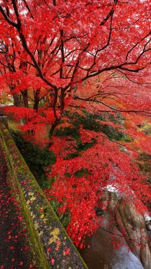 無料スマホ壁紙 石橋を包む紅葉。AndroidとiPhoneに対応した4K高画質の無料待ち受け画像。三重県津市の河内渓谷で撮影したフリー写真素材