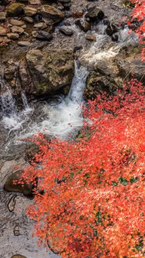 無料スマホ壁紙 小さな滝と紅葉。AndroidとiPhoneに対応した4K高画質の無料待ち受け画像。三重県津市の河内渓谷で撮影したフリー写真素材