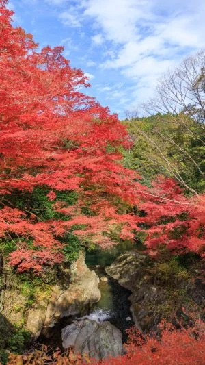 無料スマホ壁紙 紅葉に包まれる渓谷。AndroidとiPhoneに対応した4K高画質の無料待ち受け画像。三重県津市の河内渓谷で撮影したフリー写真素材