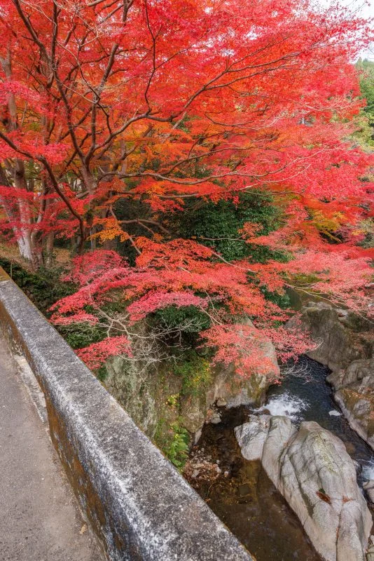 無料スマホ壁紙 忍田橋から眺める真っ赤な紅葉。AndroidとiPhoneに対応した4K高画質の無料待ち受け画像。三重県津市の河内渓谷で撮影したフリー写真素材