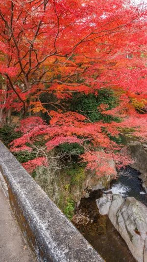 無料スマホ壁紙 忍田橋から眺める真っ赤な紅葉。AndroidとiPhoneに対応した4K高画質の無料待ち受け画像。三重県津市の河内渓谷で撮影したフリー写真素材