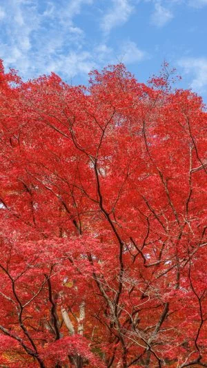 無料スマホ壁紙 紅葉のシャンデリア。AndroidとiPhoneに対応した4K高画質の無料待ち受け画像。三重県津市の河内渓谷で撮影したフリー写真素材