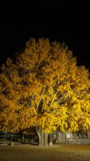 無料スマホ壁紙 夜の銀杏ライトアップ。AndroidとiPhoneに対応した4K高画質の無料待ち受け画像。三重県南伊勢町の河内の大イチョウで撮影したフリー写真素材