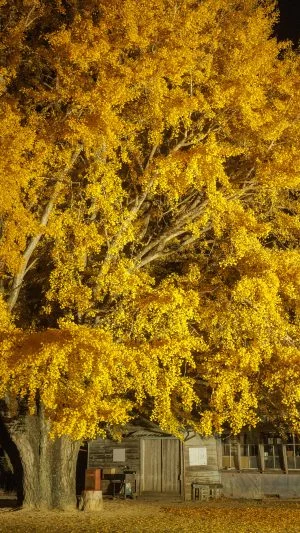 無料スマホ壁紙 夜に輝く銀杏。AndroidとiPhoneに対応した4K高画質の無料待ち受け画像。三重県南伊勢町の河内の大イチョウで撮影したフリー写真素材