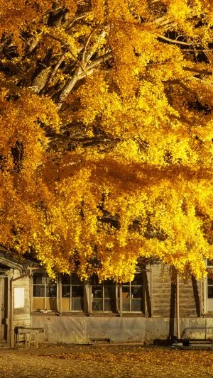 無料壁紙 2023年初開催のライトアップ。PCとデスクトップ壁紙に最適な4K高画質の無料壁紙。三重県南伊勢町の河内の大イチョウで撮影したフリー写真素材