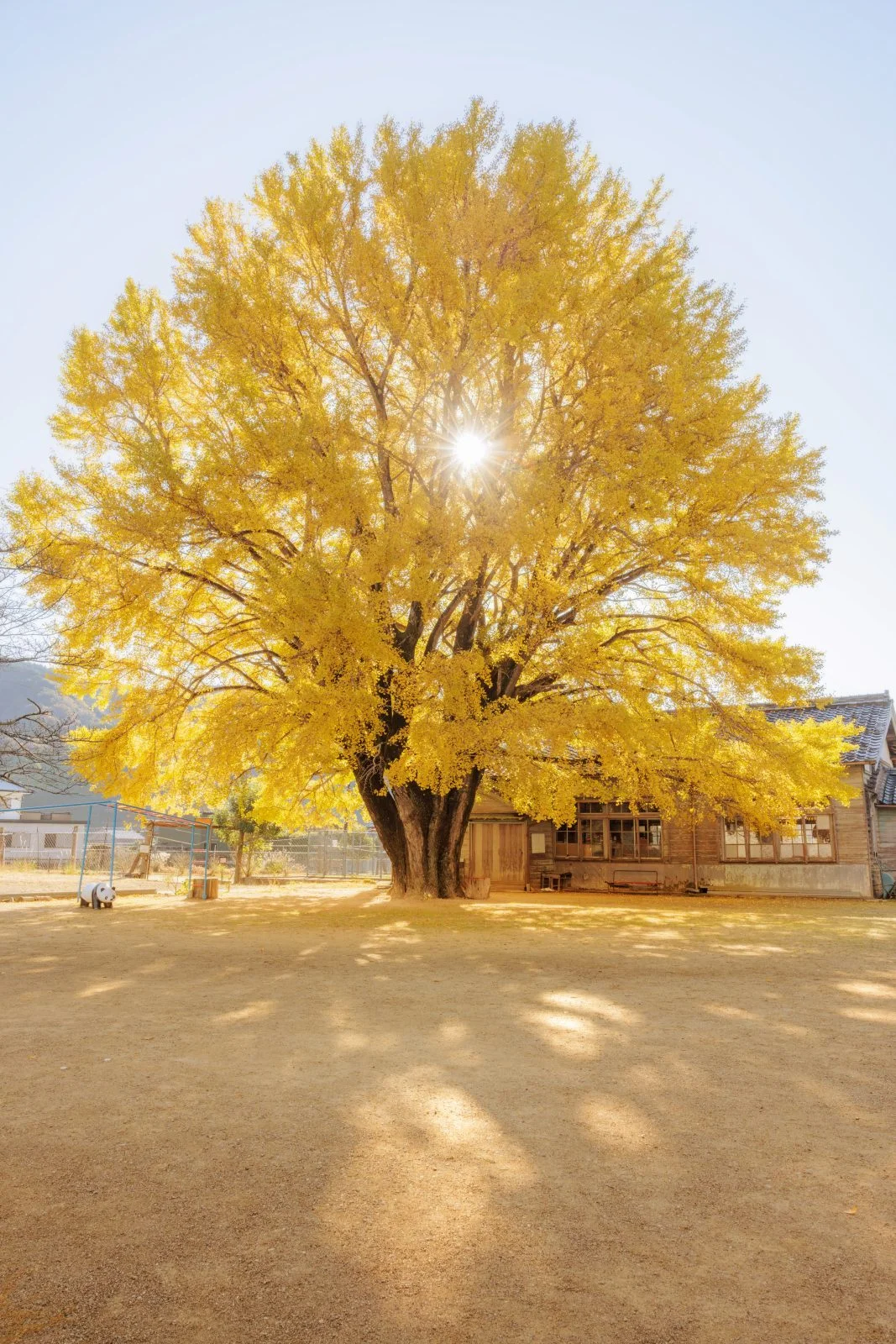 無料スマホ壁紙 朝日が差し込む大銀杏。AndroidとiPhoneに対応した4K高画質の無料待ち受け画像。三重県南伊勢町の河内の大イチョウで撮影したフリー写真素材