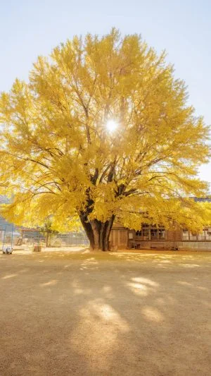 無料スマホ壁紙 朝日が差し込む大銀杏。AndroidとiPhoneに対応した4K高画質の無料待ち受け画像。三重県南伊勢町の河内の大イチョウで撮影したフリー写真素材