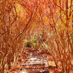 無料スマホ壁紙 ドウダンツツジのトンネルにある階段。AndroidとiPhoneに対応した4K高画質の無料待ち受け画像。三重県大台町の丸山公園のドウダンツツジで撮影したフリー写真素材