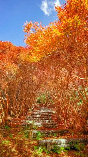 無料スマホ壁紙 青空とドウダンツツジ。AndroidとiPhoneに対応した4K高画質の無料待ち受け画像。三重県大台町の丸山公園のドウダンツツジで撮影したフリー写真素材