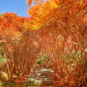 無料スマホ壁紙 青空とドウダンツツジ。AndroidとiPhoneに対応した4K高画質の無料待ち受け画像。三重県大台町の丸山公園のドウダンツツジで撮影したフリー写真素材