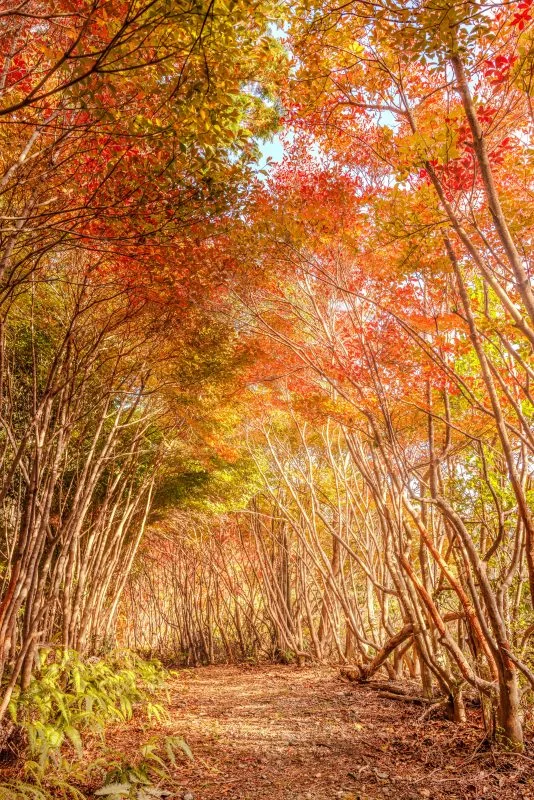 無料スマホ壁紙 紅葉するトトロの森。AndroidとiPhoneに対応した4K高画質の無料待ち受け画像。三重県大台町の丸山公園のドウダンツツジで撮影したフリー写真素材